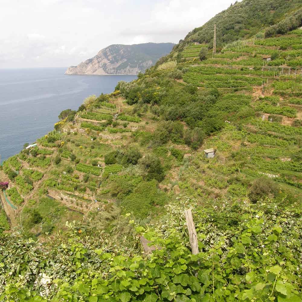 DOC Cinqueterre e Cinqueterre sciacchetrà