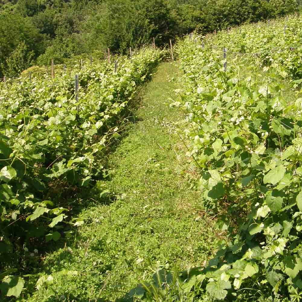 IGT Colline del Genovesato