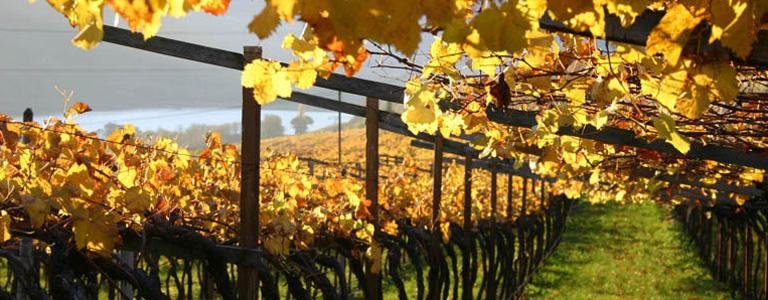 PINOT BIANCO E PINOT NERO IN ALTO ADIGE: UNA MOLTITUDINE DI SFUMATURE