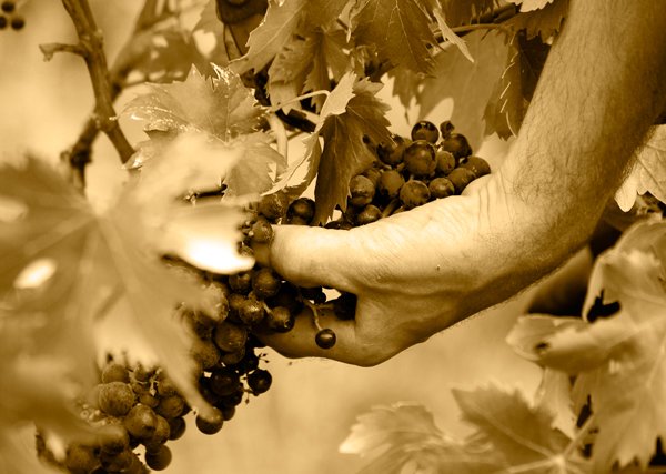 Visita Studio Azienda Vitivinicola Kà Mancinè