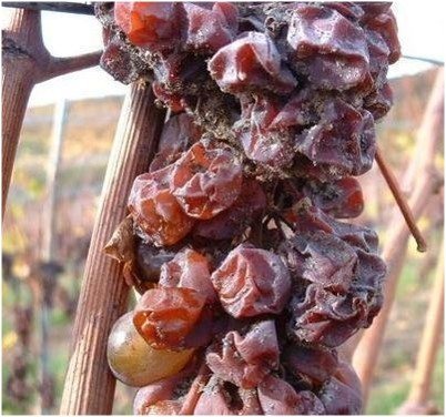 Sauternes: 1 annata, 5 Chateau diversi