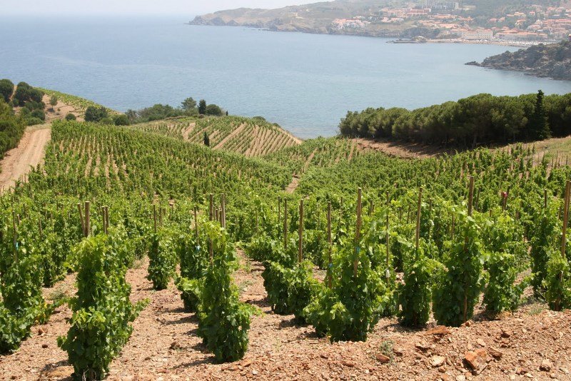 VINS EXTRÊMES, LA VITICOLTURA  EROICA  IN  EUROPA