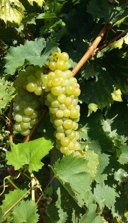 Il Moscatello di Taggia