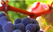 Visita studio con degustazione La Cantina Levantese