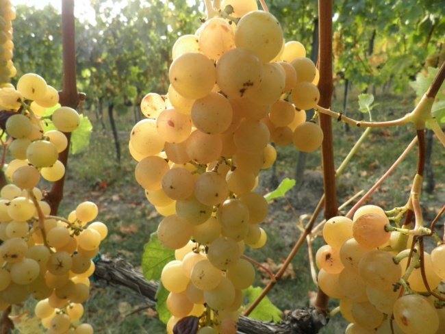 A tavola  con Cascina I Carpini