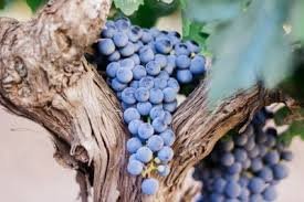 Aglianico...rubino profondo.