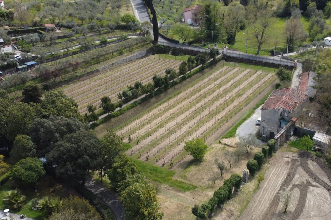 Enologie di fine estate:  Colli di Luni, Piemonte, Valle d'Aosta