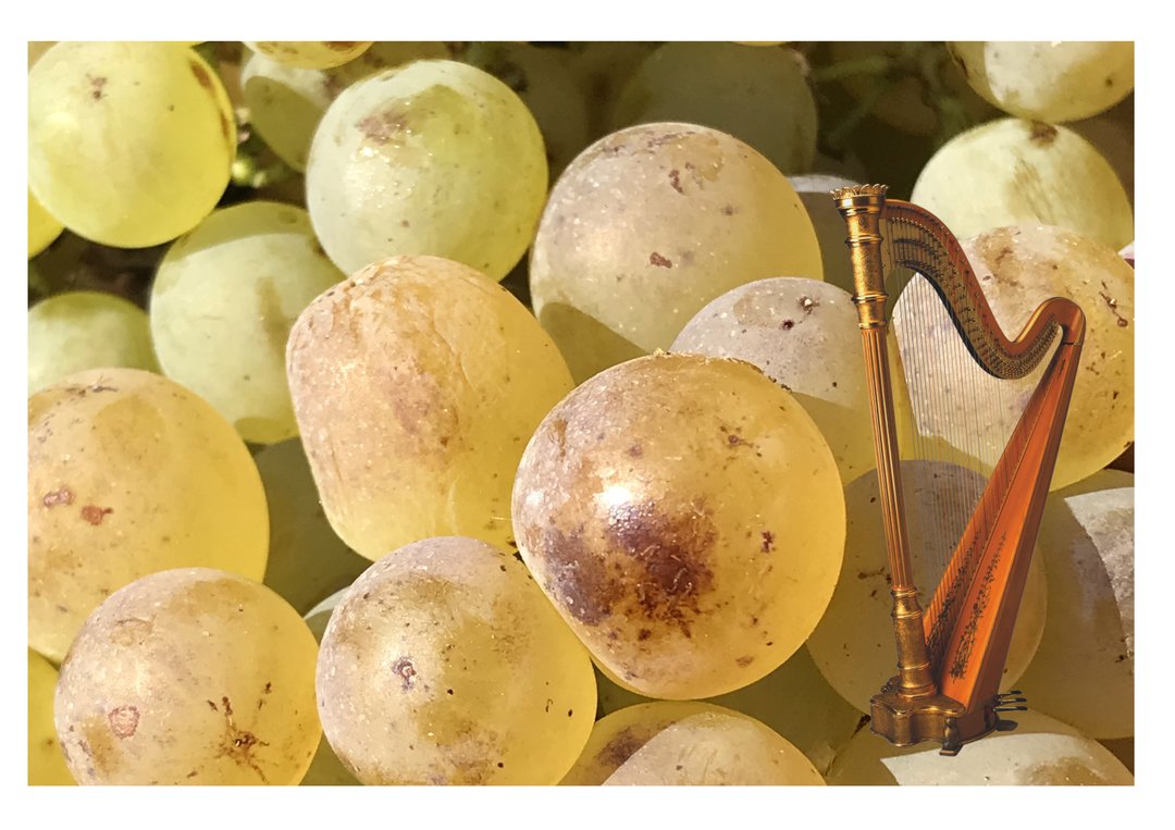 Degustazione alla cieca Arpeggio e Pigato