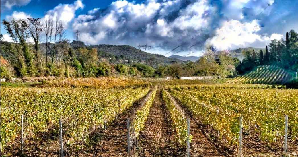 Azienda Agricola Il Monticello: visita studio con degustazione