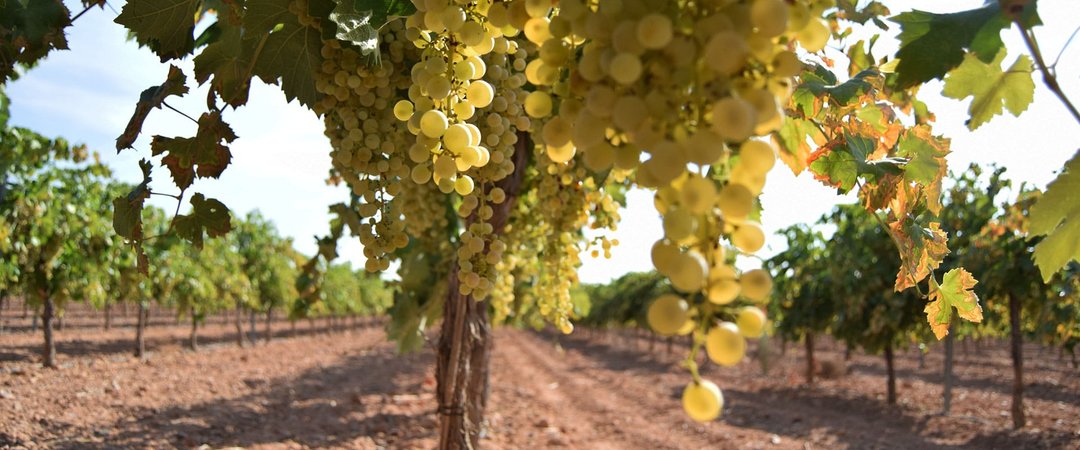 Le vie della Vernaccia di Oristano - Incontro e degustazione con Andrea Balleri