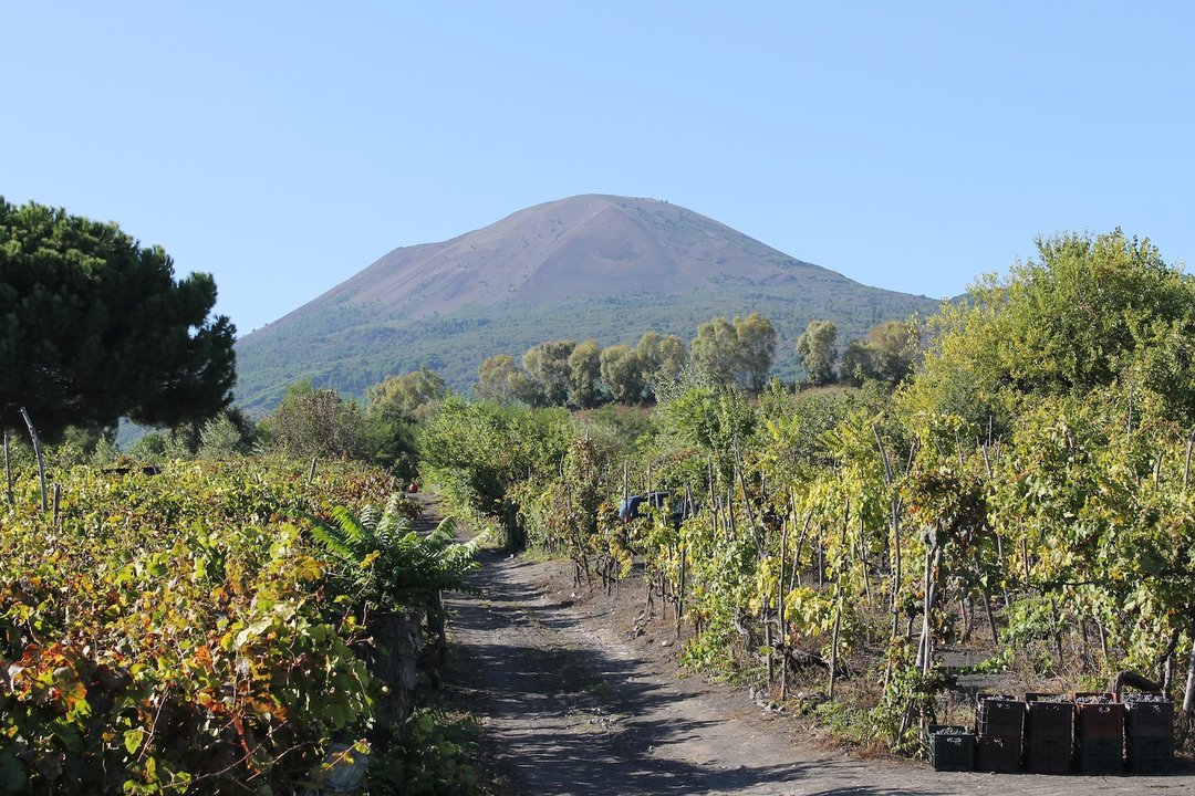 I VITIGNI MINORI - 2.1 : IL SUD