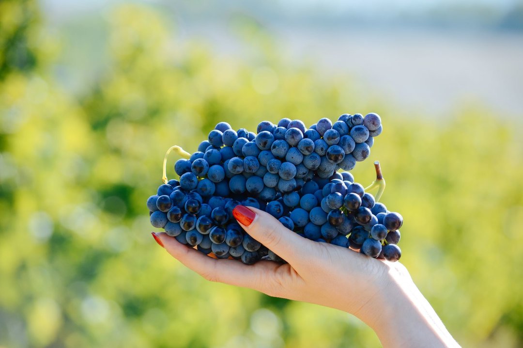 Master Class sul Rossese di Dolceacqua: Nomeranze, storia, enologia e caratteristiche del vitigno rossese