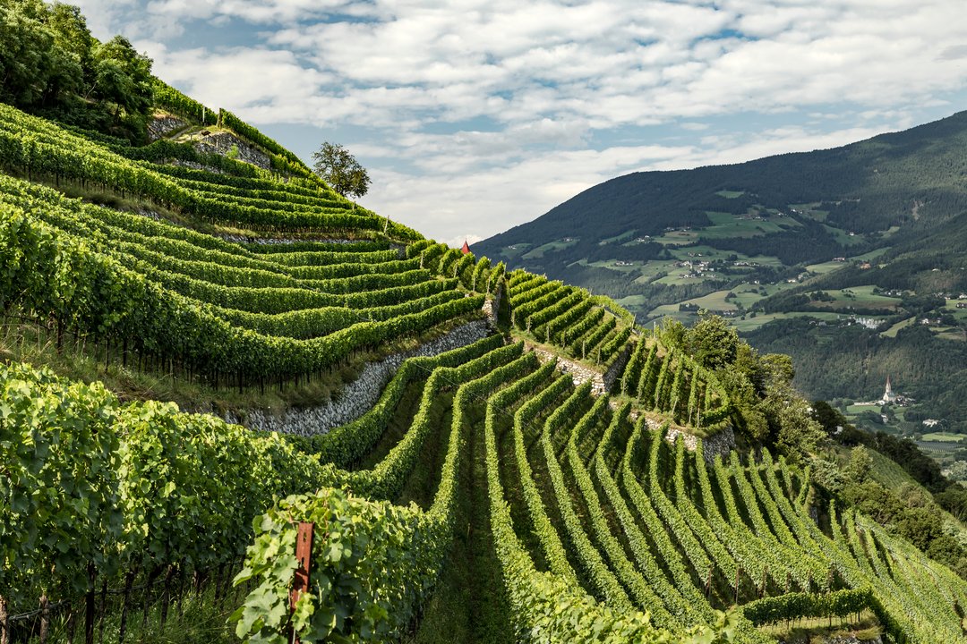 Un ventaglio di sfumature dei vini dell'Alto Adige: la famiglia dei Pinot