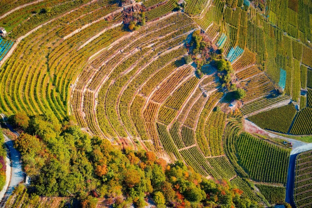 La Petite Arvine: dal Vallese Svizzero alla Valle d’Aosta – con Alberto Levi