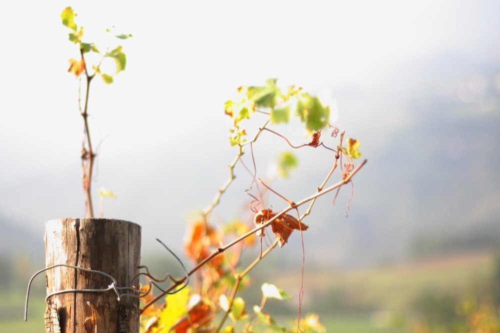 “Dagli Appennini alle onde. Avventura di degustazione di un vignaiolo di montagna a Sestri Levante”