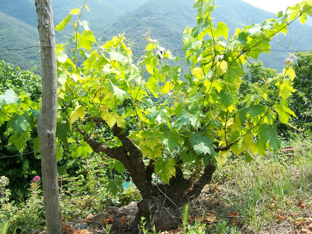 Mare Mosto 2026 Moscatello di Taggia: il vino dei Papi