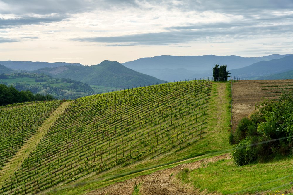 Viaggio studio sulle strade dei Colli Tortonesi: Timorasso e altri racconti.
