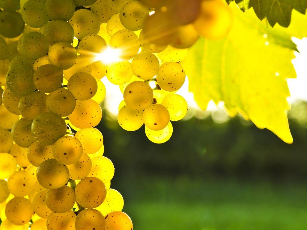 Masterclass Mare Mosto 2025 lunedì 26 maggio 2025 Viaggio nella Sardegna Bio