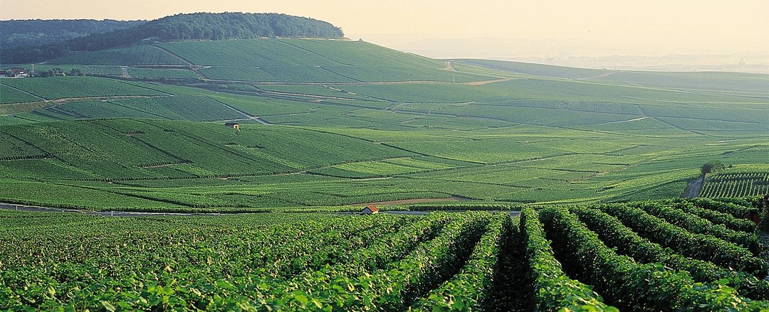 I vini della Storia. Il Medio Oriente