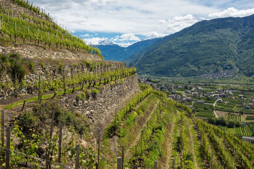 La VALTELLINA e i suoi vini