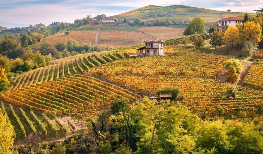 Vi si produce il vino Arneis: di quale regione parliamo?