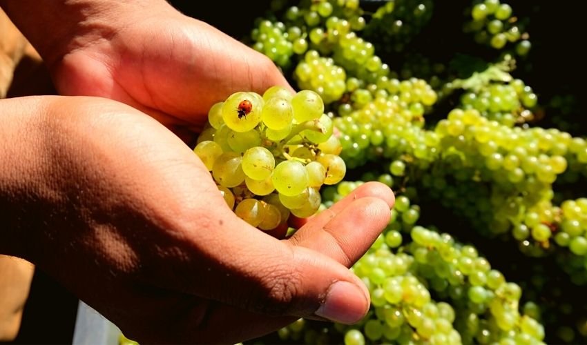 Agricoltura biodinamica