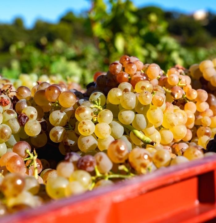 Wine Shot di Mare&Mosto – Il Vermentino in Liguria fra uomini e terra