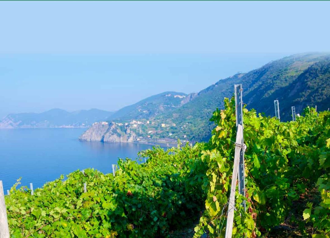 Terre verticali