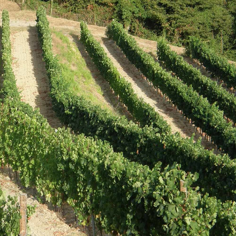 Colli di Luni DOC: un'eccellenza tra Liguria e Toscana