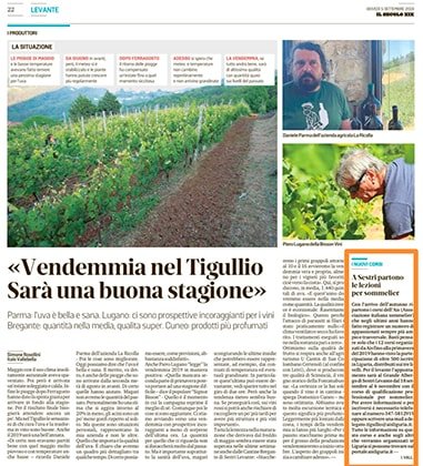 <p>Vendemmia nel Tigullio. Saeà una buona stagione.</p>