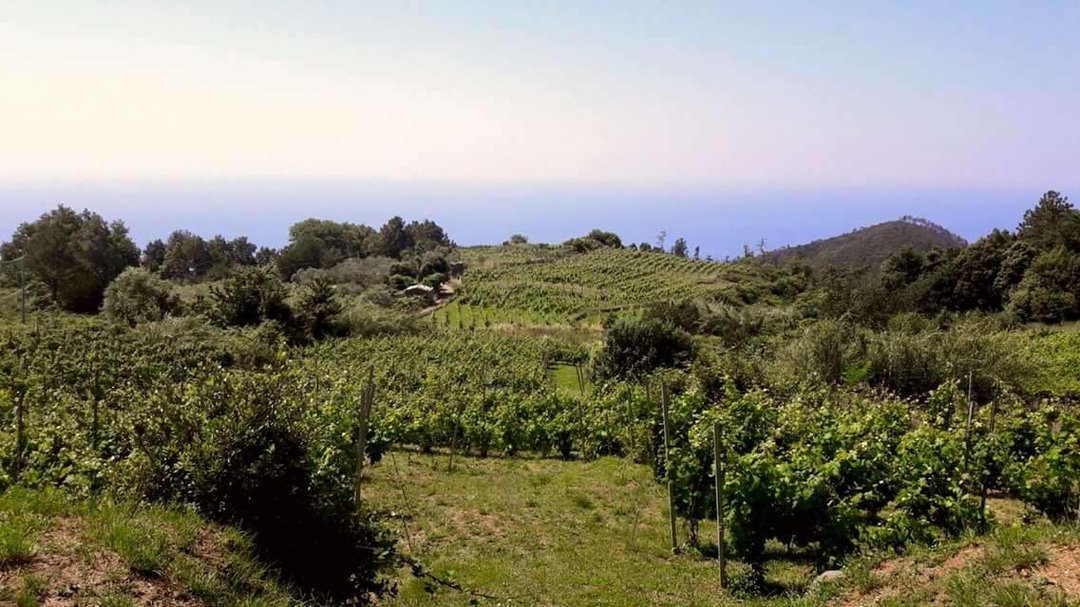<p>Vino e olio, domenica 7 e luned&igrave; 8 giugno a palazzo Ducale di Genova arriva Mare & Mosto</p>